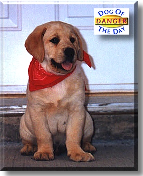 Danger, the Dog of the Day