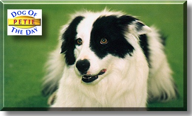 Petie, the Dog of the Day