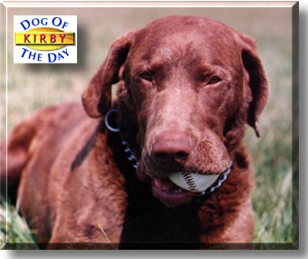Kirby, the Dog of the Day