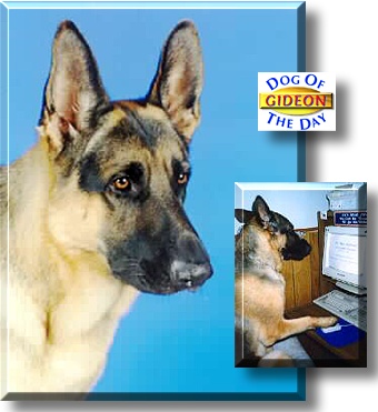 Gideon, the Dog of the Day