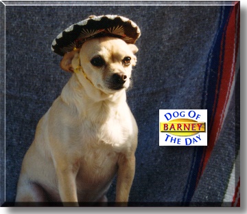 Barney, the Dog of the Day