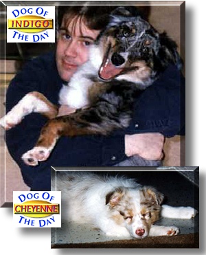 Indigo Skye, Cheyenne, the Dog of the Day