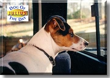 Julius, the Dog of the Day