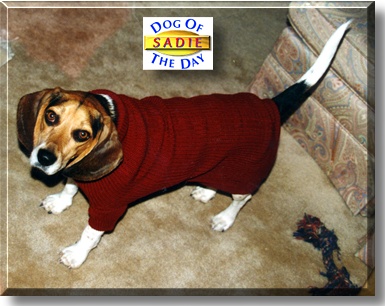 Sadie, the Dog of the Day