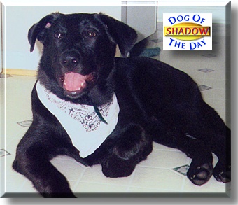 Shadow, the Dog of the Day