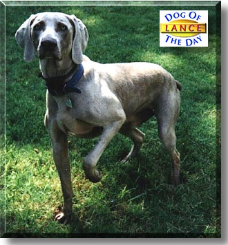 Lance, the Dog of the Day