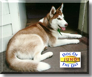 Juno, the Dog of the Day