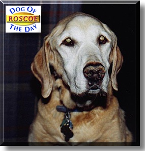Roscoe, the Dog of the Day