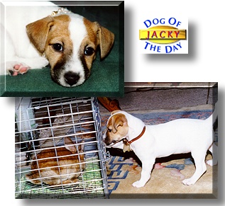 Jacky Raquelle, the Dog of the Day