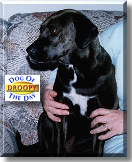 Droopy, the Dog of the Day