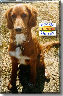 Dennis Browser, the Dog of the Day