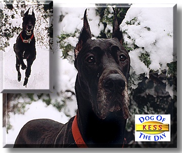 Kess, the Dog of the Day