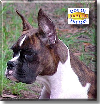 Baylea, the Dog of the Day