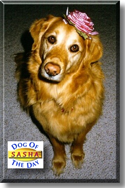 Sasha, the Dog of the Day