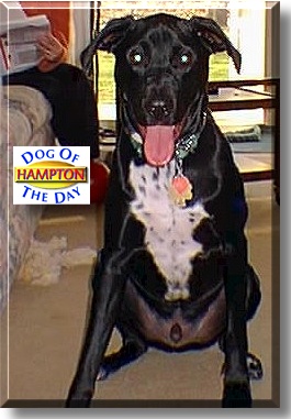 Hampton, the Dog of the Day