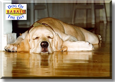 Babalu, the Dog of the Day