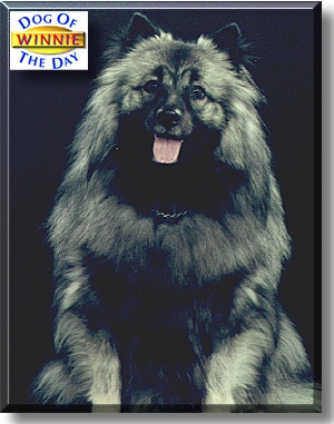 Winnie, the Dog of the Day