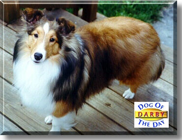 Darby, the Dog of the Day