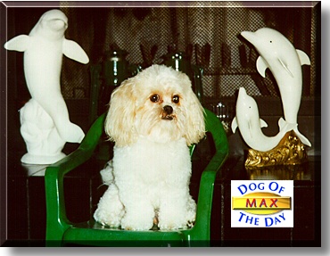 Maximillian, the Dog of the Day