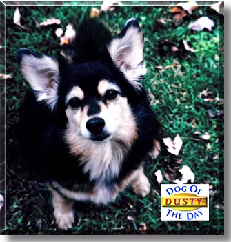 Dusty Lynn Douglass, the Dog of the Day