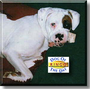 Ringo, the Dog of the Day