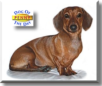 Penny, the Dog of the Day