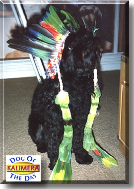 Kalimera, the Dog of the Day