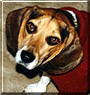 Sadie