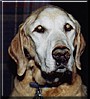 Roscoe