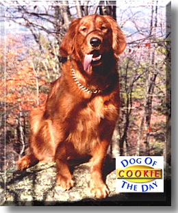 Cookie, the Dog of the Day