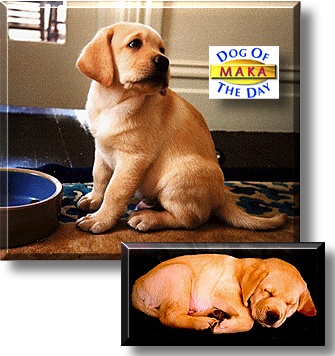 Maka, the Dog of the Day