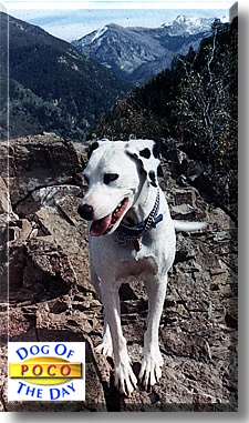 Poco, the Dog of the Day