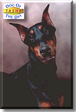 Tasha, the Dog of the Day