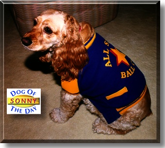 Sonny, the Dog of the Day