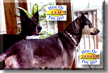 Sahara, Sam, the Dogs of the Day