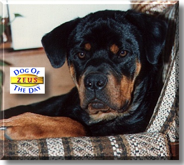 Zeus, the Dog of the Day