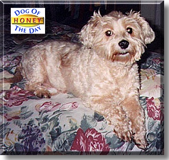 Honey, the Dog of the Day