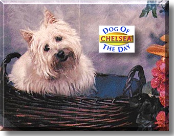Chelsea, the Dog of the Day
