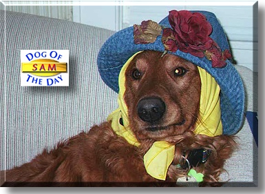 Sam, the Dog of the Day
