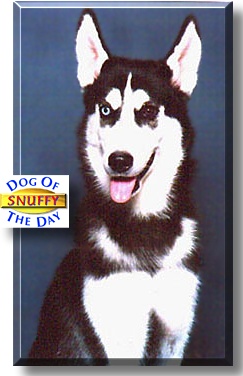 Snuffy, the Dog of the Day