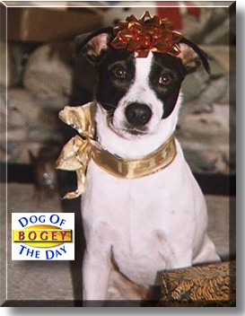 Bogey, the Dog of the Day