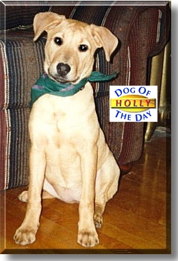 Holly, the Dog of the Day