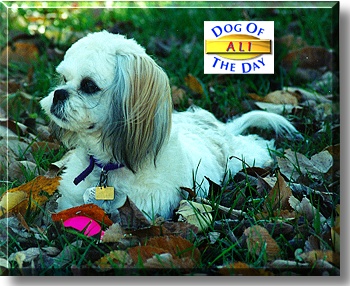 Ali, the Dog of the Day