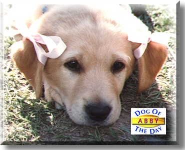 Abby, the Dog of the Day