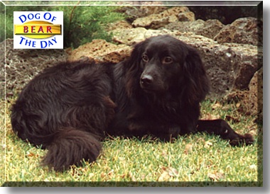 Bear, the Dog of the Day