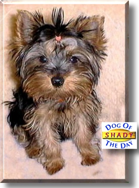 Shady, the Dog of the Day
