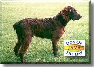Java, the Dog of the Day