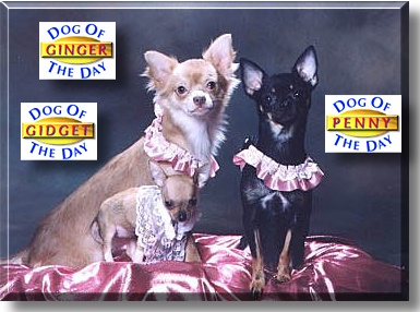 Penny, Ginger, Gidget, the Dogs of the Day