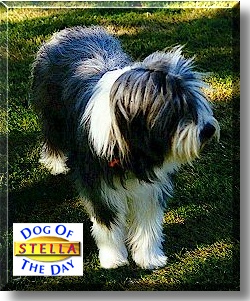 Stella, the Dog of the Day