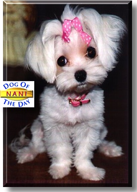 Nani Doll, the Dog of the Day